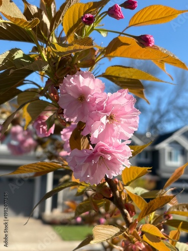 Kwanzan Cherry Tree