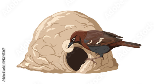 Ovenbird Entering a Dome-Shaped Clay Nest for Shelter and Breeding