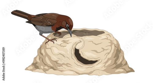 Rufous Hornero Building an Oven-Shaped Mud Nest Isolated on White Background