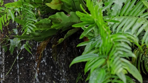 Ferns,Water droplets,Forest ecology,Moist aesthetics,Vitality rhythm