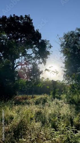 sunset in the forest