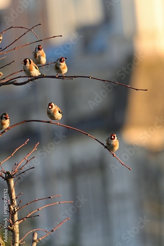 A group of colorful goldfinches resting on thin branches during sunset. This peaceful nature scene is ideal for wildlife, seasonal, and environmental themes.