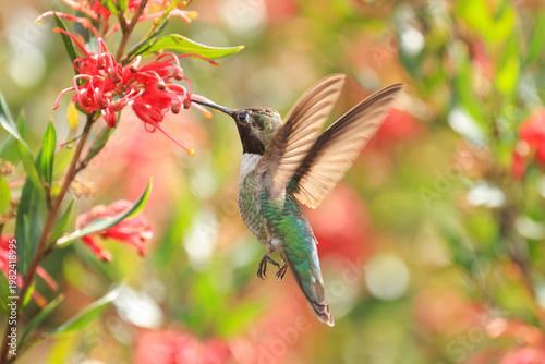 Hummingbird