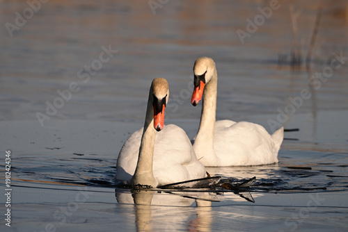 Schilderij op canvas Spring scene of a mating pair of Mute Swans as they struggle to navigate through