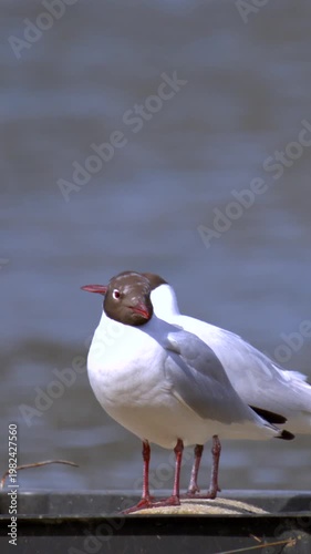 Bird Enthusiast Observes Gull With Delicate Feather Adjustments Near Water