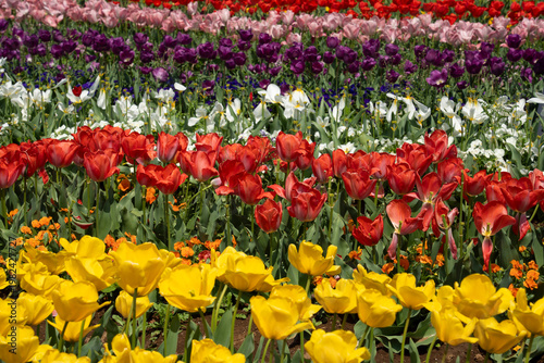 Field of tulip