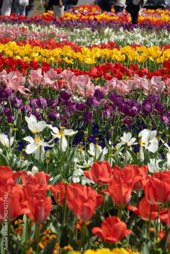 Field of tulip チューリップ畑