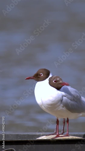 Two Gulls Engage In Synchronized Dance On Jetty Captured Exquisitely