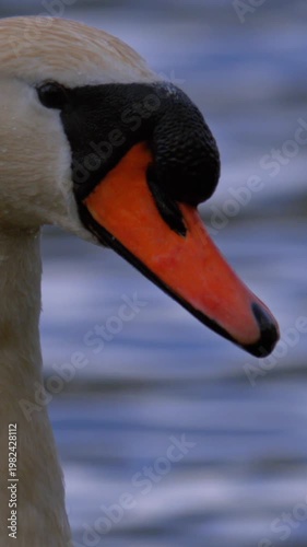 Detail Of Swan Beak Droplet. Closeup Of Swan Beak With Falling Droplet