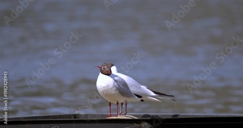 Calm Morning With Gull Resting Silently Against Backdrop Of Gentle Water Ripples
