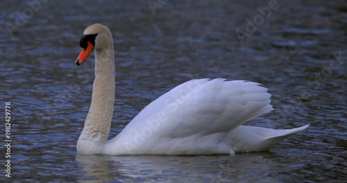 Elegant White Swan Maneuvering Across Tranquil Reflective Lake Surface
