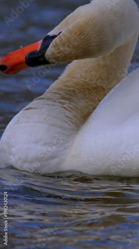 Intimate Slowmotion Scene Capturing Swan Preening With Delicate Water Movements
