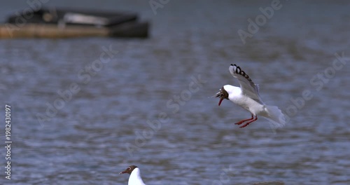Graceful Bird Showcases Rapid Wing Movements And Daring Dives