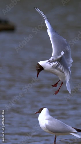 Super slow motion, Gull Duet Landing Super Slow Motion Study