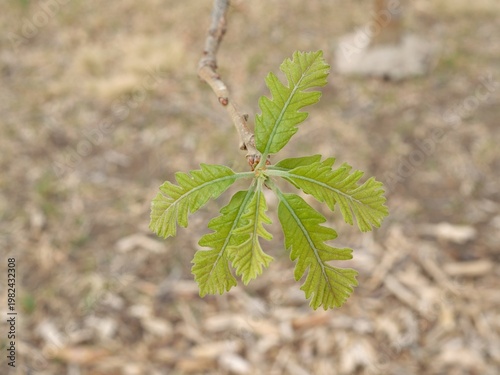 Close-up of Bur Oak New Leaves (Quercus macrocarpa) Emerging in Early Spring, Colorado