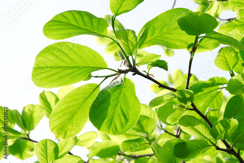 爽やかな緑色の若葉