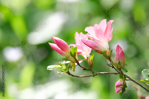 美しいピンクのツツジ