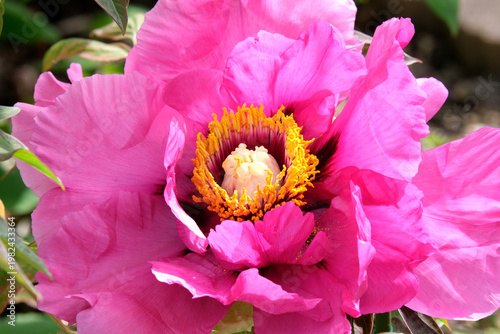 ピンクのボタンの花