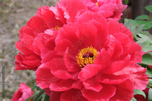 赤いボタンの花