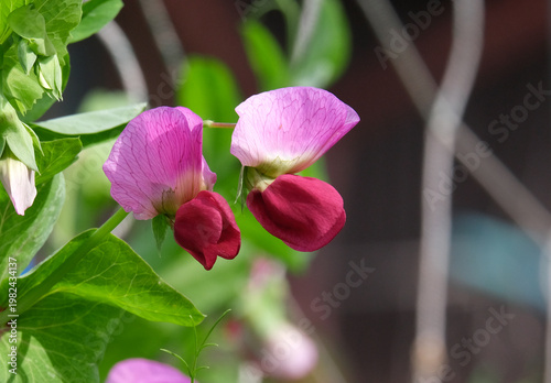 サヤエンドウの花