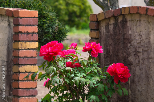 庭に咲く赤い牡丹の花