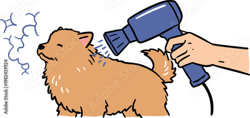 A happy Pomeranian dog getting a drying from a hairdryer in a cozy indoor setting on a transparent background with cheerful cartoon style.