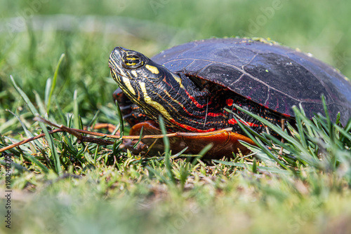painted turtle sticking out head from under carapace on grass closeup