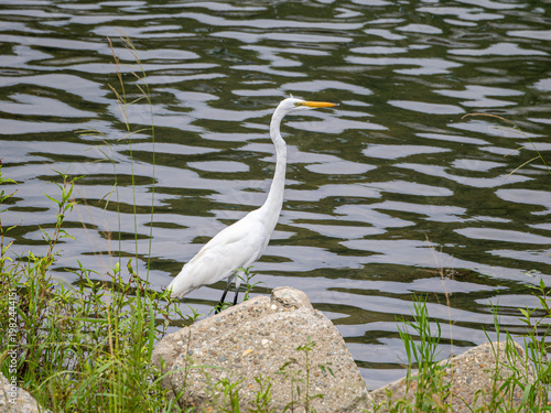 水辺に立つダイサギ