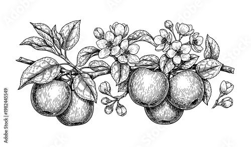 Apple Tree Branch Engraving Vintage Botanical Vector Illustration