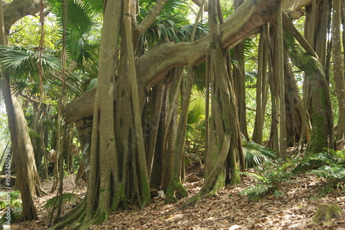 Photos Gravity Defied mangrove trees
