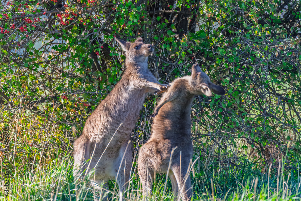Obraz premium Mum letting Joey know she is still the boss - Eastern Grey Kangaroos in the paddock