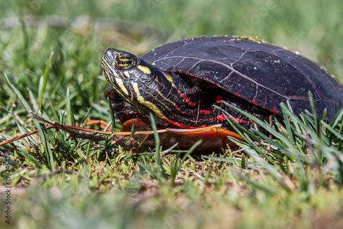painted turtle sticking out head from under carapace on grass closeup