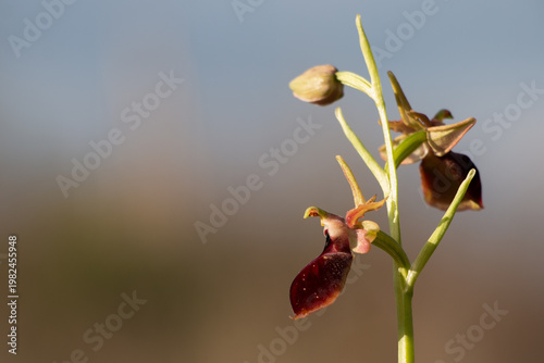 Helen’s orchid (ophrys helenae) in bloom macro wild orchid flower in natural environment springtime Greece horizontal composition.