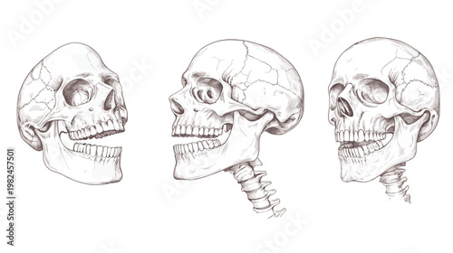 Three anatomical illustrations of human skulls, showcasing front and side views on white background