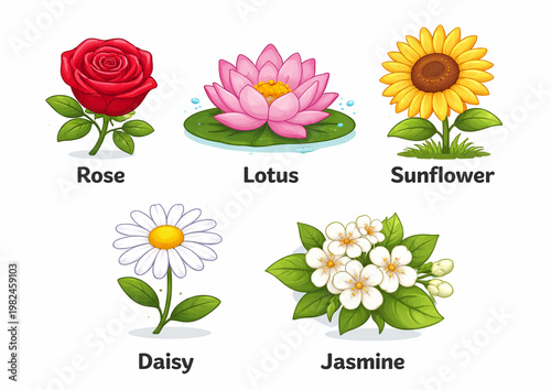 Flowers Vector color images 