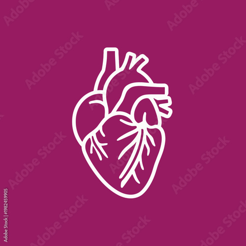 Anatomy of a human heart illustration. This image shows a detailed illustration of the heart on a colored background