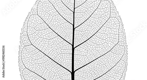 Det.ailed black leaf skeleton vein structure isolated on white background