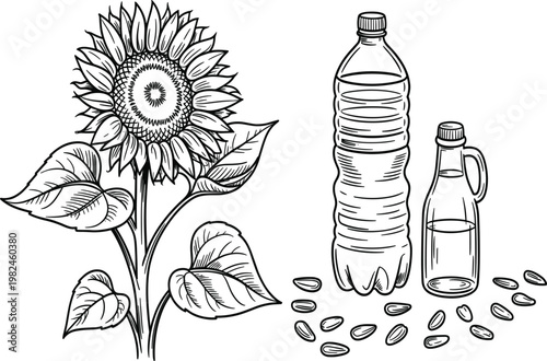 Hand drawn sunflower oil set with blooming flower seeds and glass bottles for organic cooking vector