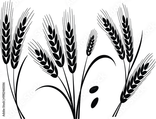 Hand drawn wheat stalk set with ripe cereal grains for organic farm and bakery bread vector illustration