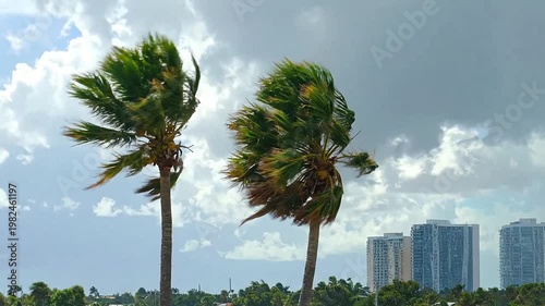 Two tall trees sway in the strong wind under a cloudy sky near some buildings