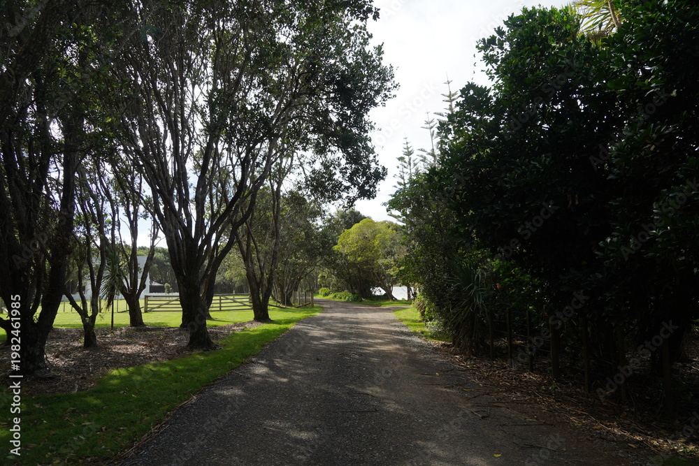Fototapeta premium A delightful tree lined country lane 