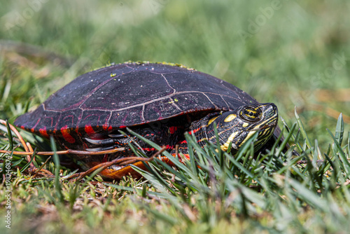 painted turtle sticking out head from under carapace on grass closeup