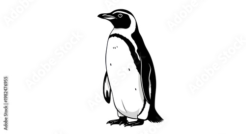 Black and white penguin illustration, isolated on white background