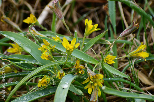 雨後のキバナノアマナ