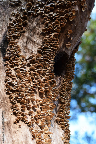 幹にびっしり生えるハカワラタケ