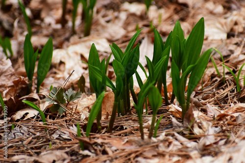 枯葉の中から顔を出したギョウジャニンニク
