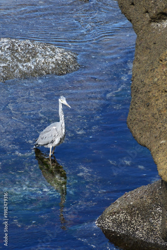 岩場の海岸に立つアオサギ