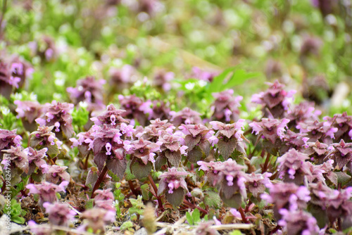 早春のヒメオドリコソウ