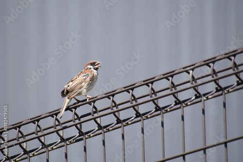 フェンスに止まって鳴くスズメの幼鳥