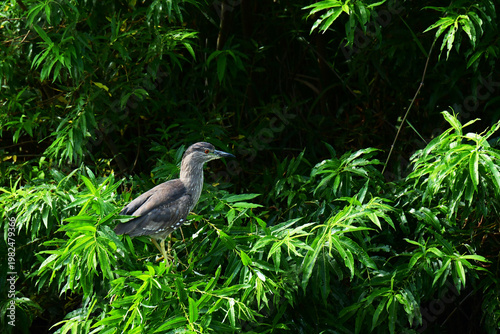 ヤナギの枝に止まるゴイサギ